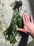 Bolbitis_Heudelotii_African Water Fern_aquarium_plant_for_sale