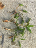 Crypt Wendtii Green_Cryptocoryne_Aquarium plants_aquarium plant for sale