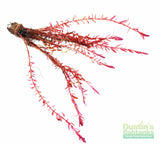 Rotala Rotundifolia Red_Aquarium Plant For sale